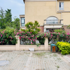 Urban garden with vibrant pink flowers against a residential building backdrop.