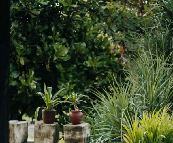 Tranquil outdoor garden featuring lush greenery, potted plants, and natural elements.